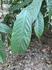 Cryptocarya mackinnoniana