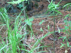 Carex formosa
