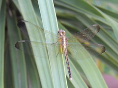 Erythrodiplax umbrata