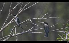 Todiramphus sordidus