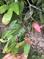 Syzygium wilsonii cryptophlebium