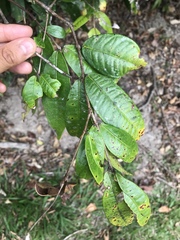 Syzygium wilsonii cryptophlebium