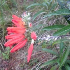 Lamourouxia multifida