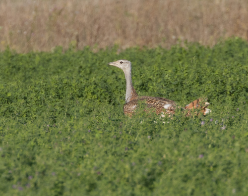 Great Bustard