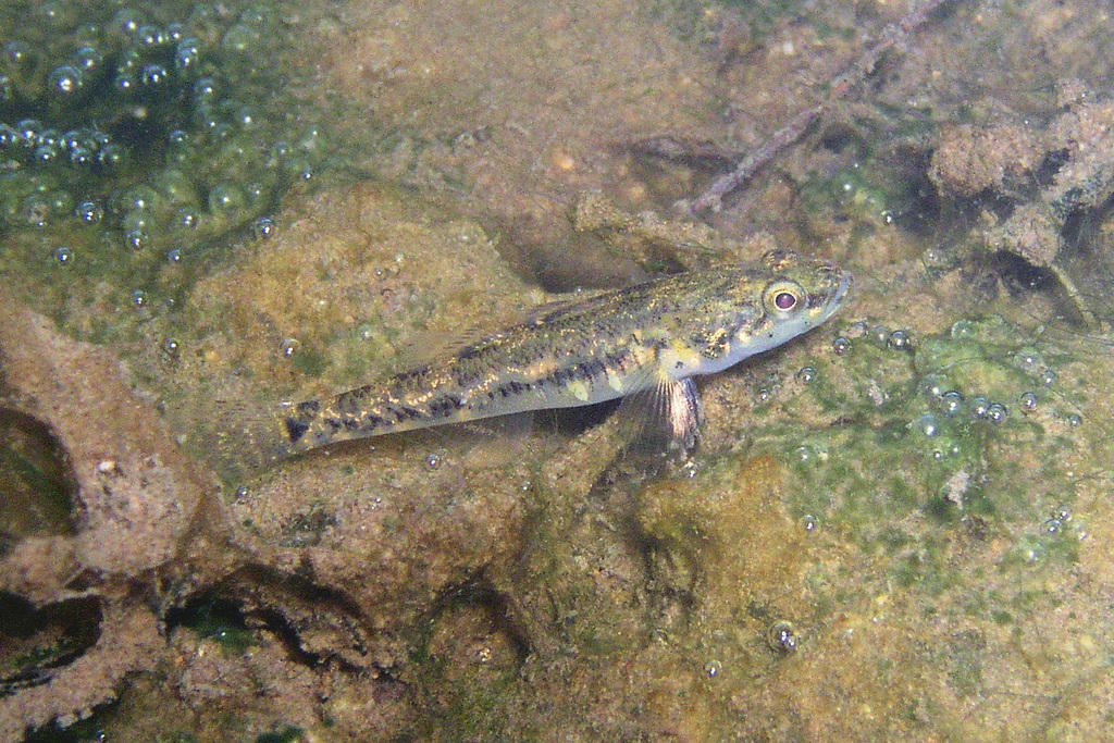Big-Headed Gudgeon