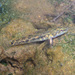 Flathead Gudgeon - Photo (c) Sascha Schulz, some rights reserved (CC BY-NC), uploaded by Sascha Schulz