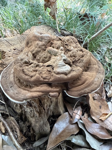 Ganoderma applanatum