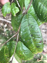 Syzygium wilsonii cryptophlebium