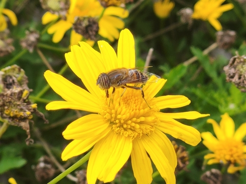 Stripe-eyed Lagoon Fly