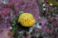 Anoplocapros inermis