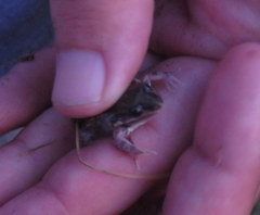 Leptodactylus latinasus