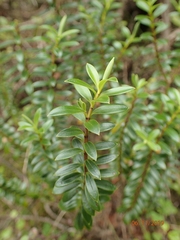 Veronica subfulvida
