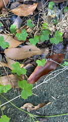 author not stated, no rights reserved Hydrocotyle acutiloba, photograph author not stated, no rights reserved