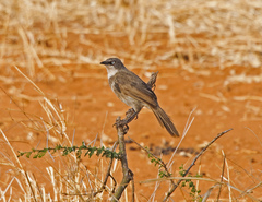 Turdoides hypoleuca