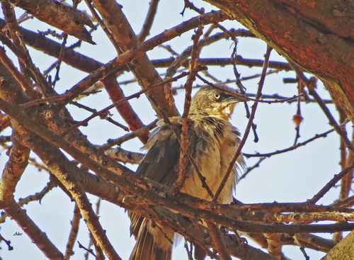 Northern Pied Babbler (Turdoides hypoleuca), photo 8