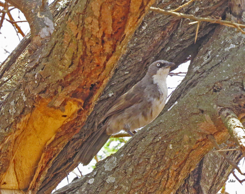 Northern Pied Babbler (Turdoides hypoleuca), photo 7