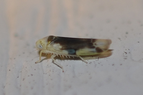 Empoa scripta