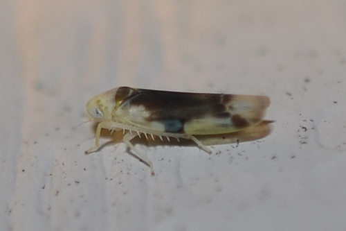 Oregon leafhopper