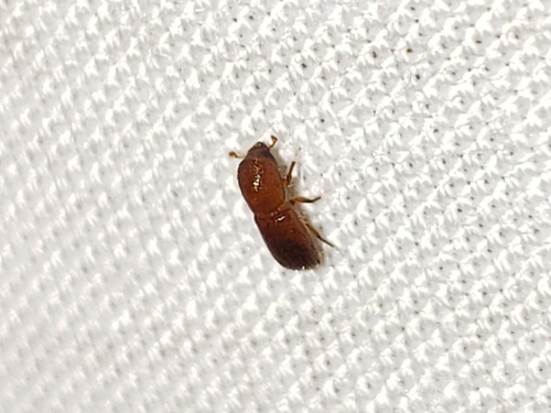 Bark beetle