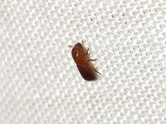 Xyleborus volvulus