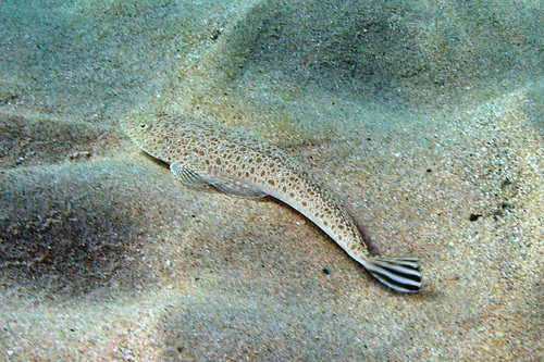 Bartail flathead (Platycephalus endrachtensis) — Platycephalidae — 4