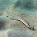 Northern Sand Flathead - Photo (c) Sascha Schulz, some rights reserved (CC BY-NC), uploaded by Sascha Schulz