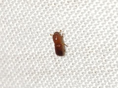 Xyleborus volvulus