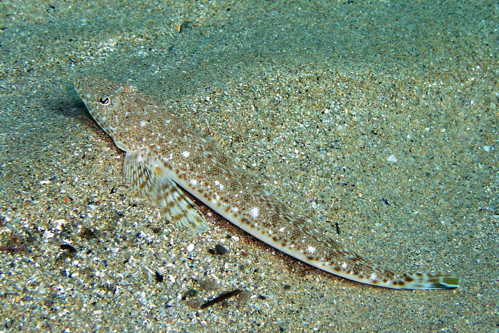 Long-Spine Flathead