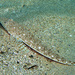 Longspine Flathead - Photo (c) Sascha Schulz, some rights reserved (CC BY-NC), uploaded by Sascha Schulz