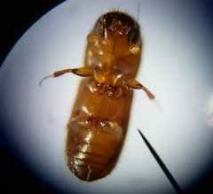 Xyleborus volvulus