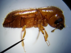 Xyleborus volvulus