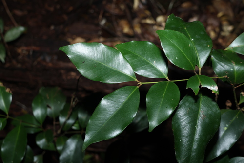 Syzygium hemilamprum, photograph 5