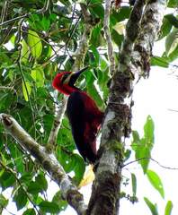 Campephilus haematogaster