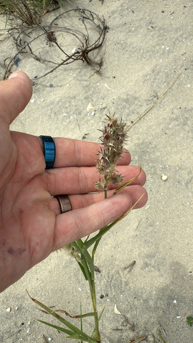 Cenchrus tribuloides iNat (3)