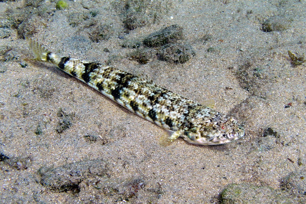 Hoult's Lizardfish