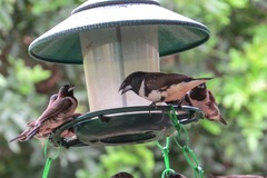 Spermestes fringilloides