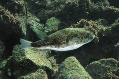 Tetractenos hamiltoni