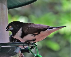 Spermestes fringilloides