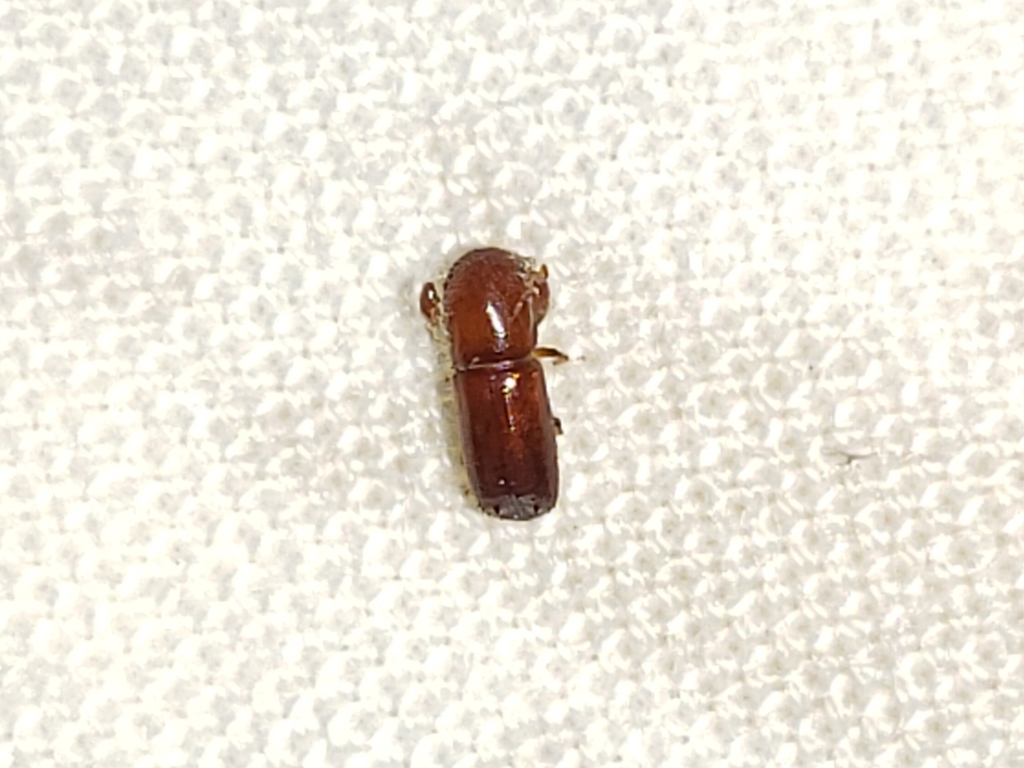 Ambrosia beetle