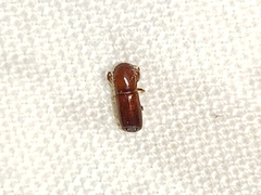 Xyleborus ferrugineus