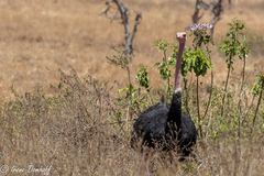 Struthio camelus massaicus