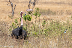 Struthio camelus massaicus