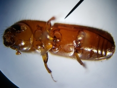 Xyleborus ferrugineus