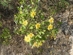 Flourensia thurifera