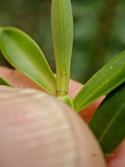 Veronica subfulvida