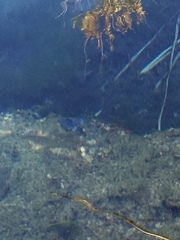 Cyprinodon nevadensis mionectes