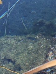 Cyprinodon nevadensis mionectes