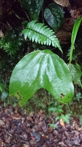 Cheiropleuria bicuspis (Cheiropleuria bicuspis)