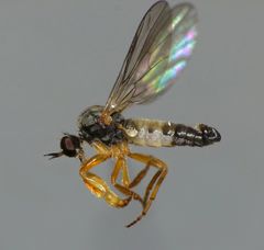 Hilarempis ochrozona