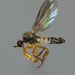 Waterbuzz Danceflies - Photo (c) Steve Kerr, some rights reserved (CC BY), uploaded by Steve Kerr